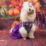 yorkie-halloween-costume-dress