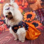 yorkie-halloween-costume-dress