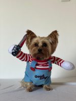 yorkie-halloween-costume