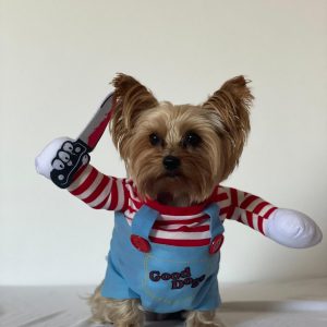 yorkie-halloween-costume