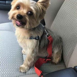 yorkie-safety-belt