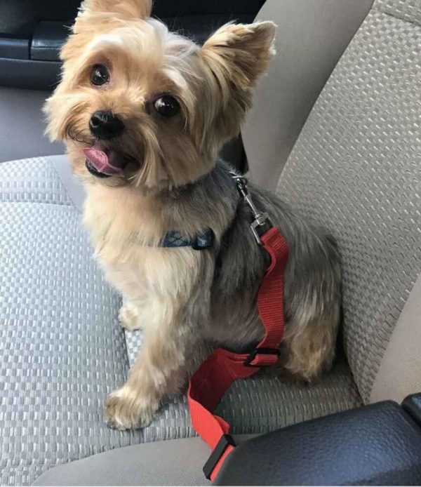 yorkie-safety-belt