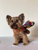 yorkie-halloween-costume