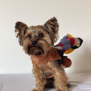 yorkie-halloween-costume