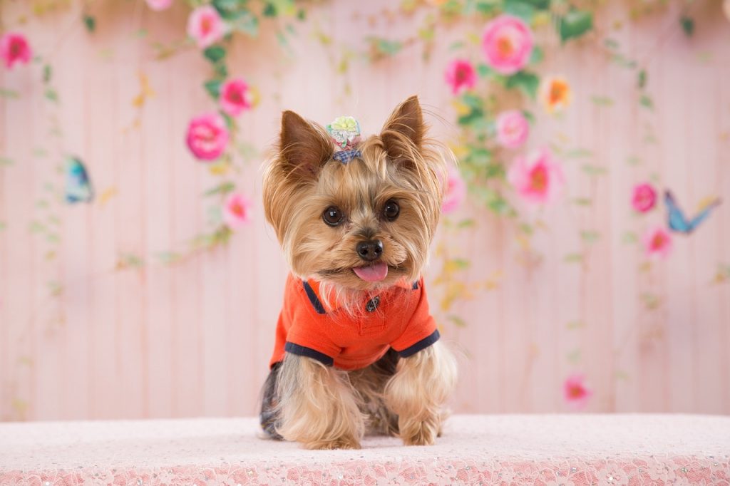 yorkie clothes