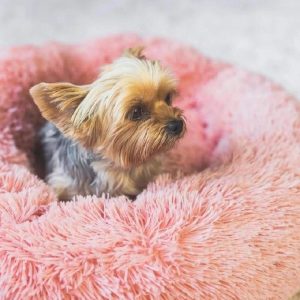 yorkie-soft-bed