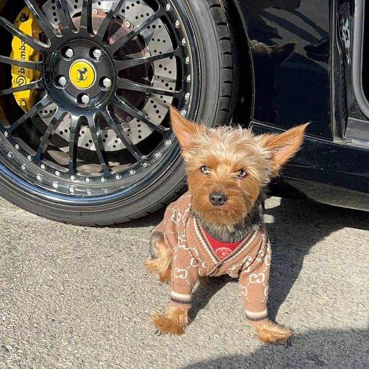 yorkie sweaters