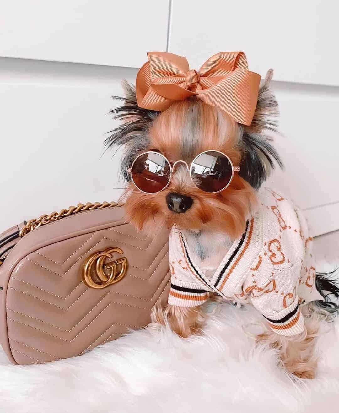 designer yorkie clothes