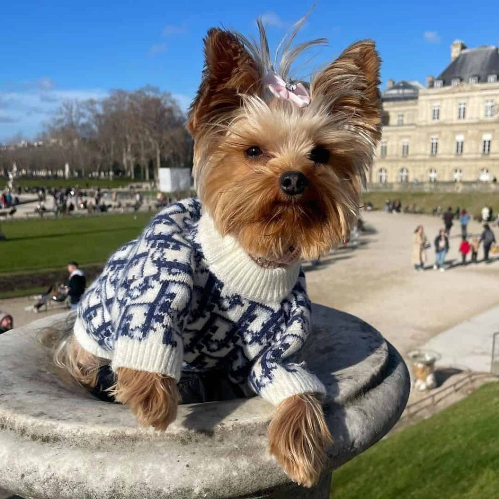 yorkie sweater