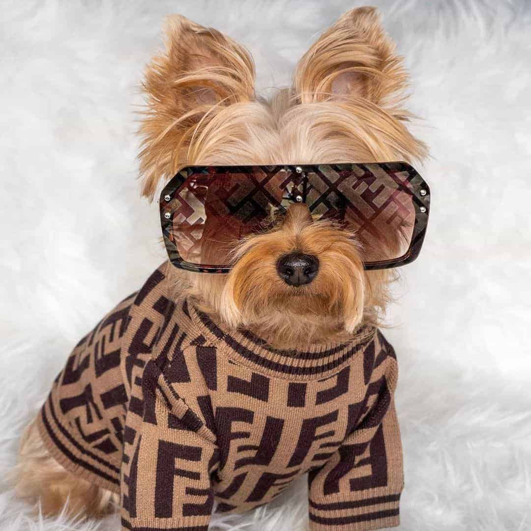 designer yorkie clothes