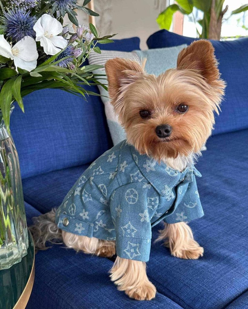 designer yorkie clothes