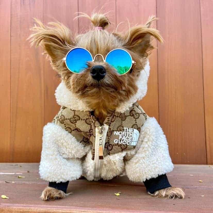 designer yorkie clothes