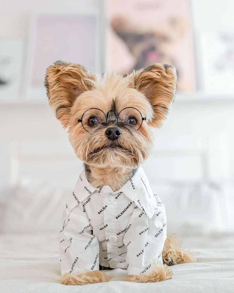 designer yorkie clothes