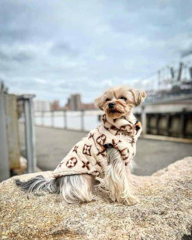 designer yorkie clothes