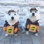 ups-yorkie-costume yorkie halloween costume