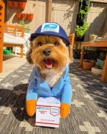 yorkie-courier-halloween-costume