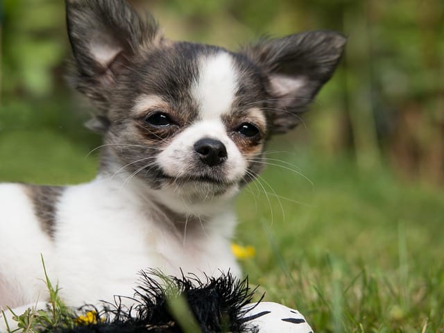 yorkies and chihuahuas