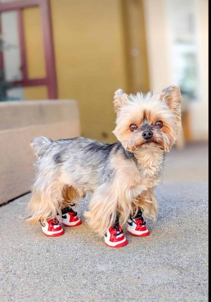 dog shoes