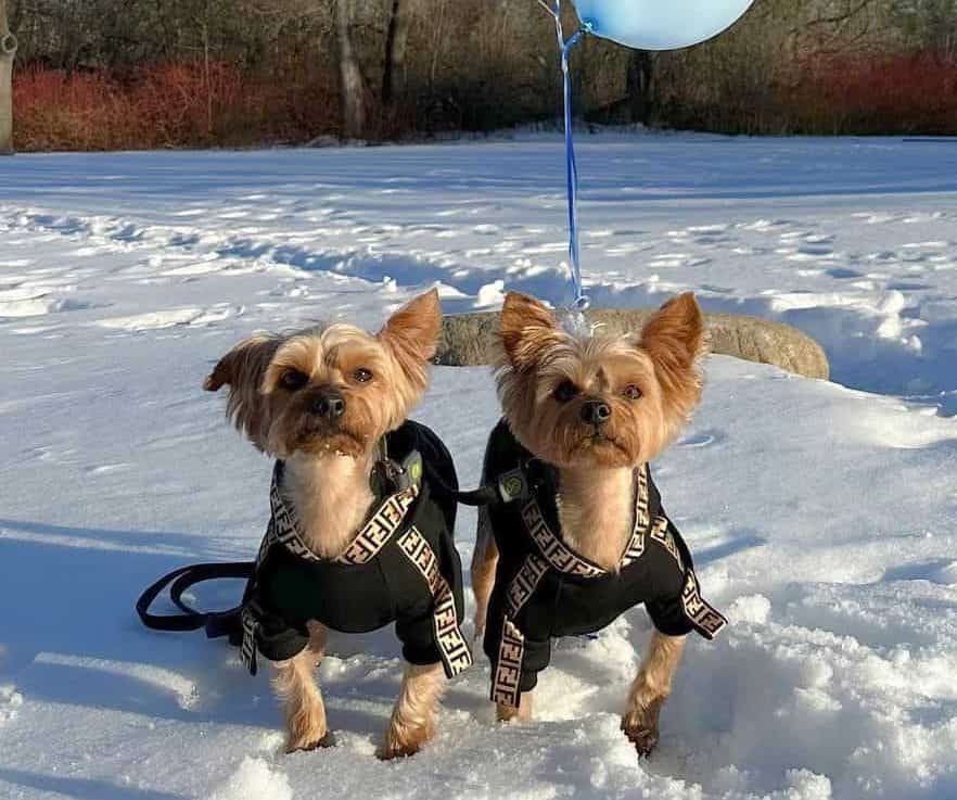 yorkie hoodies