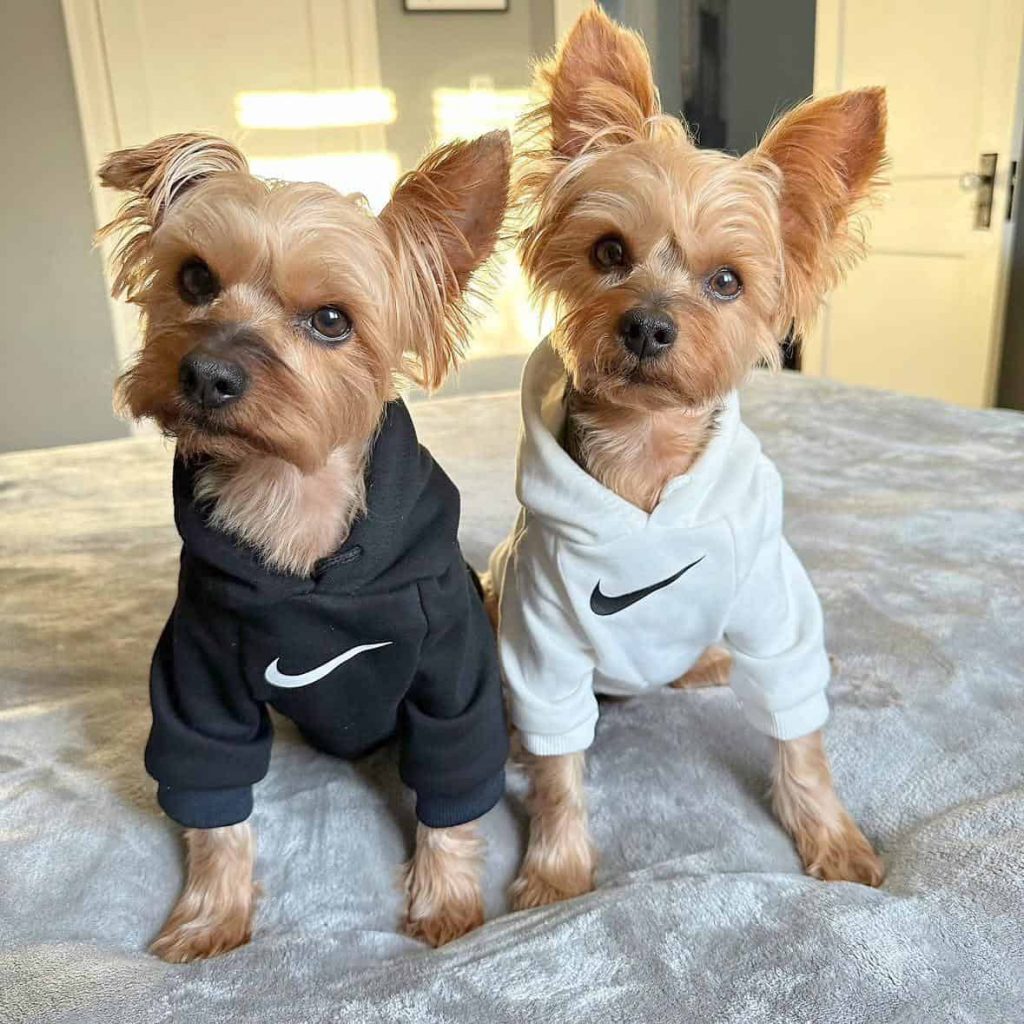 hoodie for yorkies