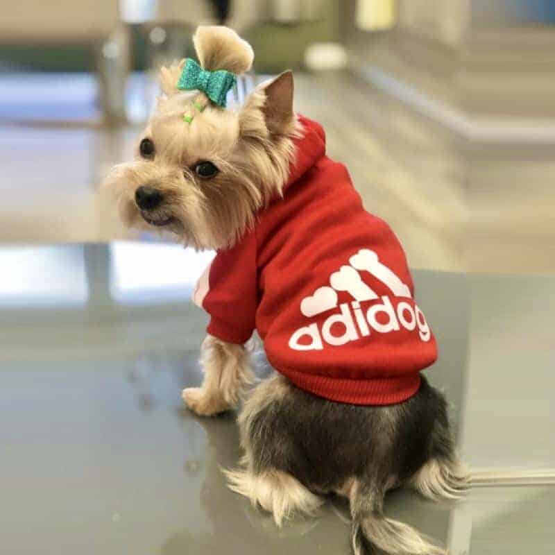 yorkie hoodies