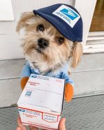 yorkie-courier-halloween-costume