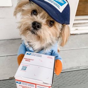 yorkie-courier-halloween-costume