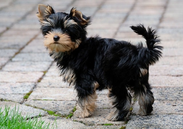 yorkies gram, mismarked yorkie