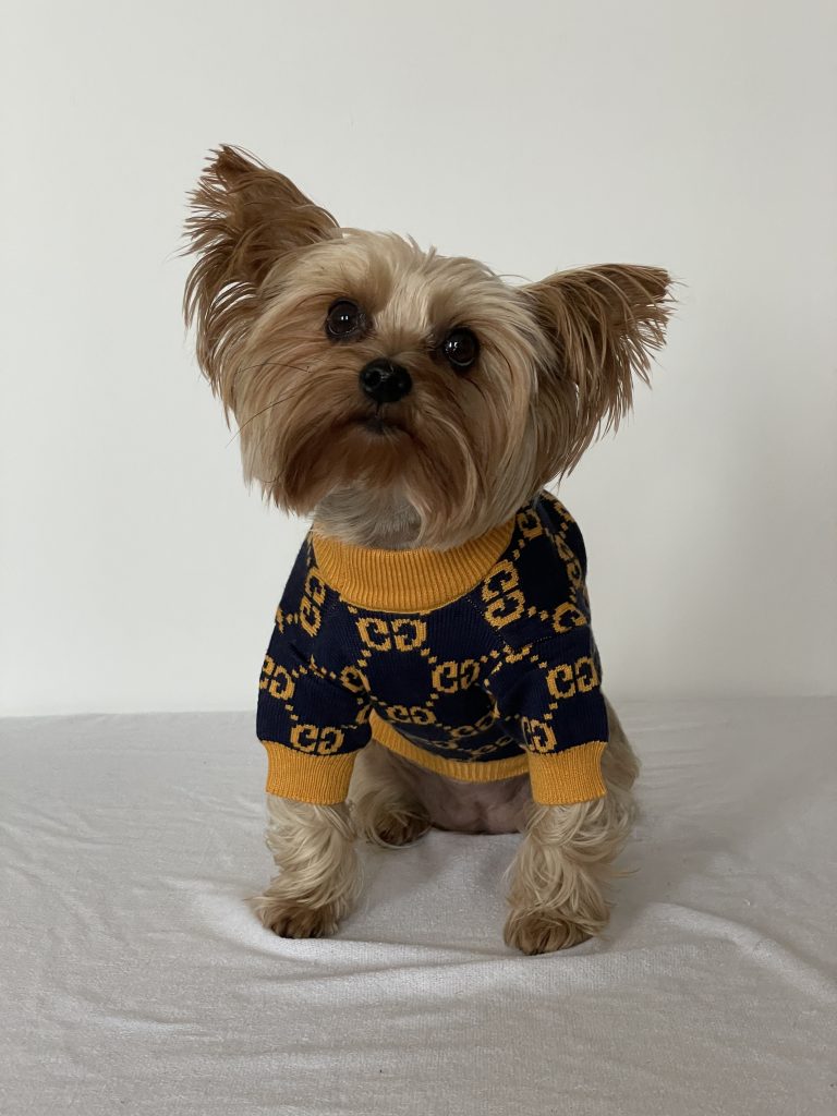 designer-yorkie-gg-sweater