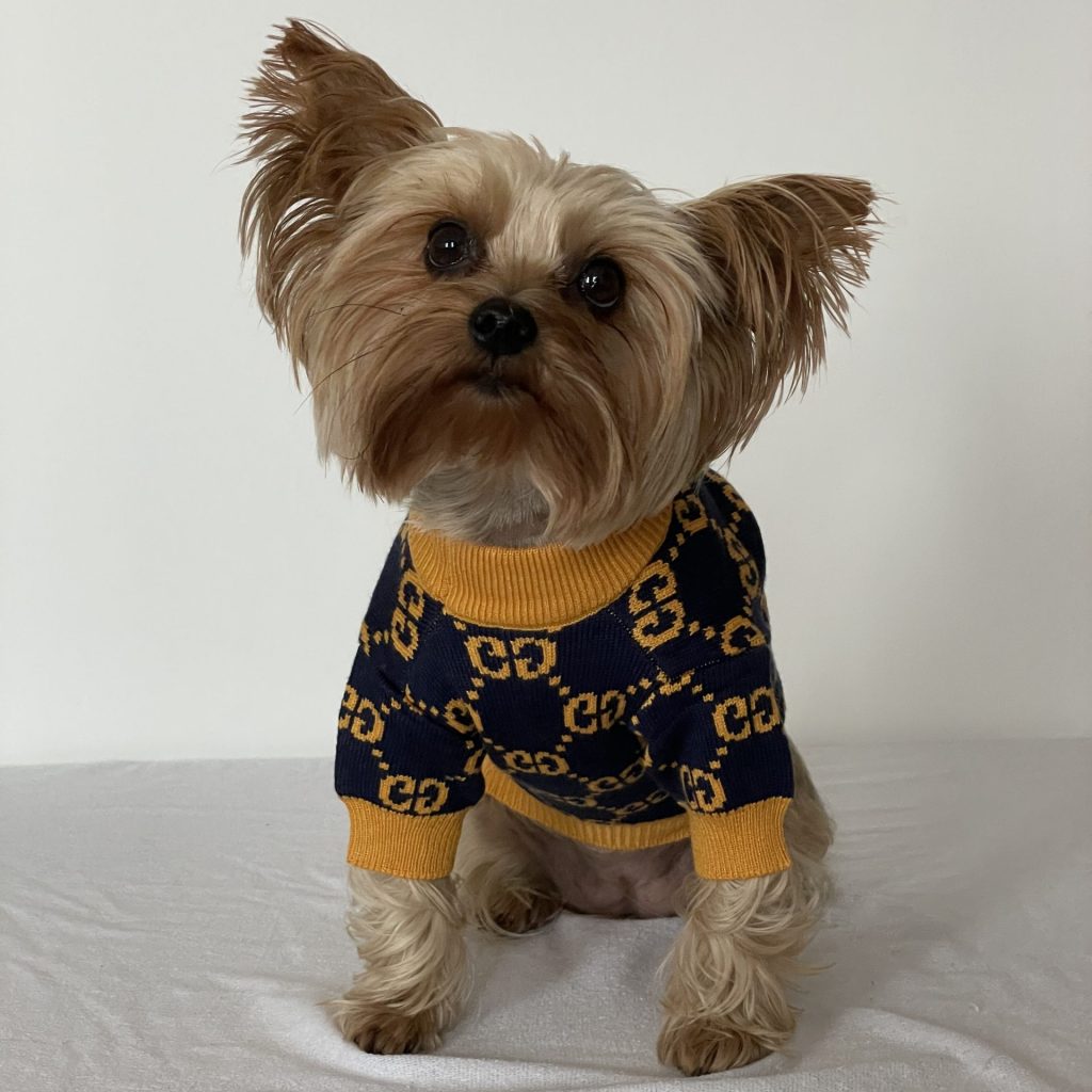 designer-yorkie-gg-sweater