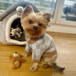 yorkie-gg-designer-sweater