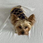 yorkies gram designer yorkie gg sweater