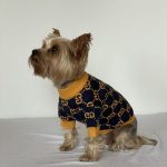 designer yorkie gg sweater