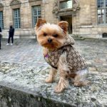 Dog Designer Yorkie GG Vest Hoodie