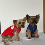 The Dog Face Yorkie Vest Jacket