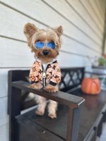 yorkie-designer-lv-jacket