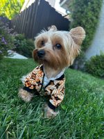 yorkie-designer-lv-jacket