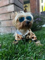 yorkie-designer-lv-jacket