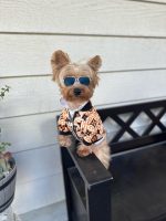 yorkie-designer-lv-jacket