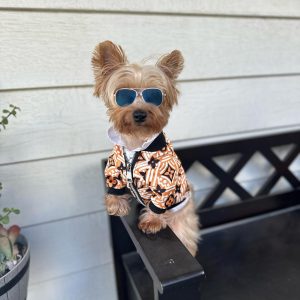 yorkie-designer-lv-jacket