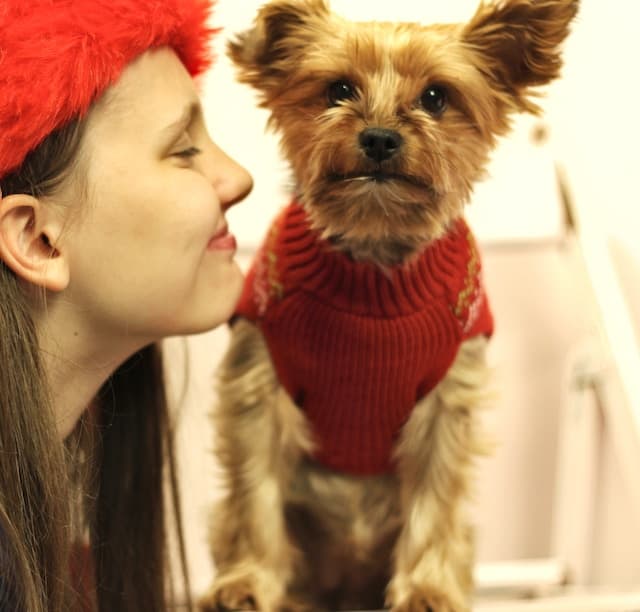 yorkie christmas sweaters