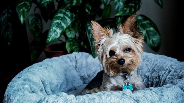 seizures in yorkies