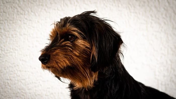 yorkie and dachshund mix