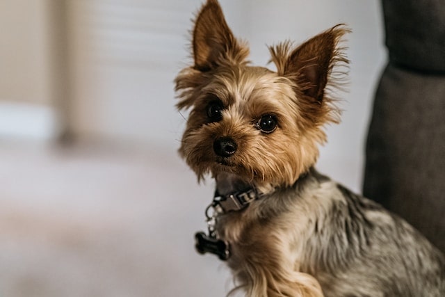 yorkie collar