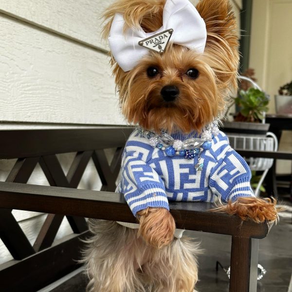 yorkie furdi sweater yorkies gram