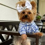 yorkie furdi sweater yorkies gram