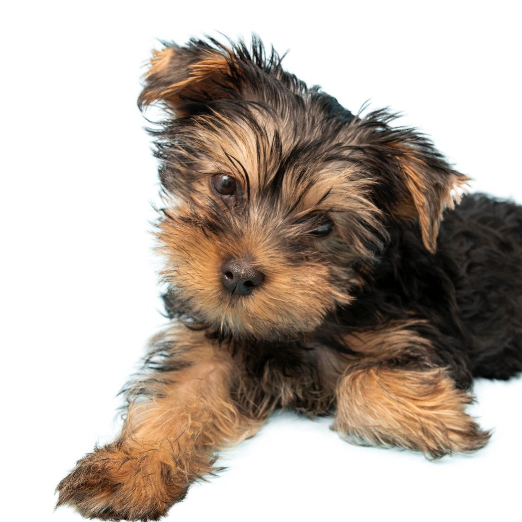 yorkshire terrier dog