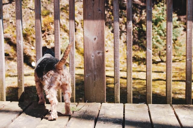 yorkie tail docking