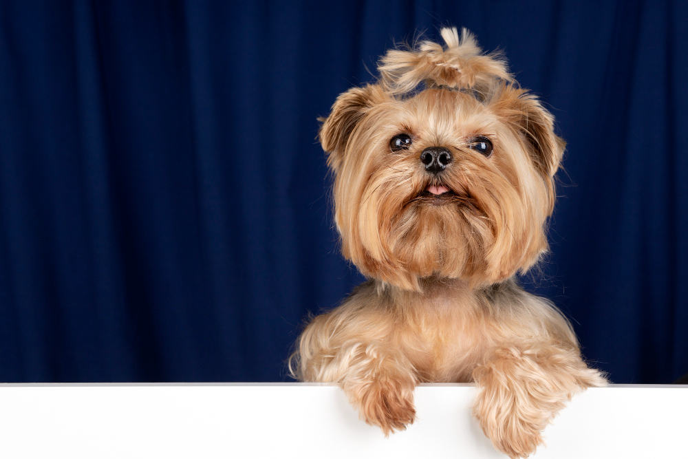 Teddy bear yorkie on sale