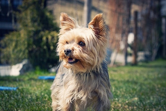 yorkie growls